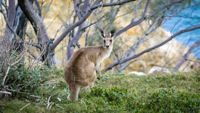 اقامت دائم استرالیا